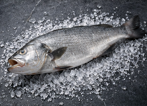 Corvina